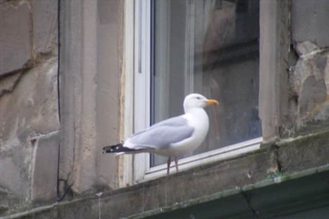 Argyll and Bute Council is to consider options for a 'bird control policy' to tackle the area's gull and pigeon nuisance.