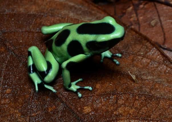 The green and black poison dart frog (pictured) is part of a new feature at Deep Sea World.