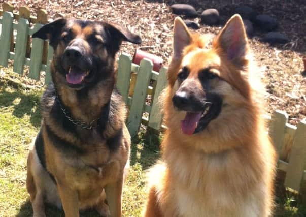 Ziva, right, pictured here with Deano, died the day after being struck by a van driver who did not stop after the  accident