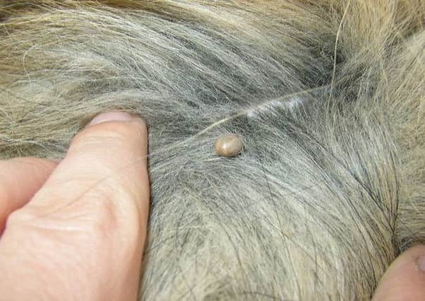 Pets at Home has issued best practice advice to UK pet owners regarding dog ticks.