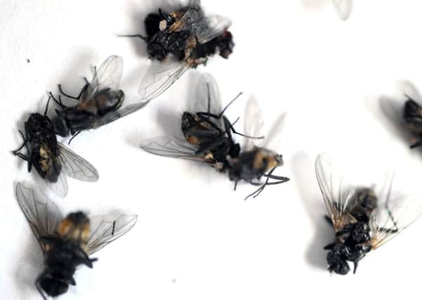 Recent swarms of flies in homes has been attributed to weather patterns
