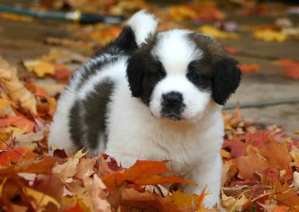 Puppy Awareness Week is from September 12 to 18.