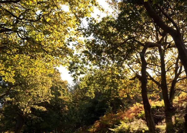 Forest Enterprise Scotland is encouraging locals to go outdoors during the October holidays and appreciate Scotlands beautiful woodland like Callendar Woods.