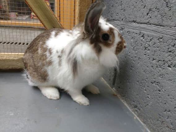 Rabbit which was found dumped in Linlitghow along with two gerbils