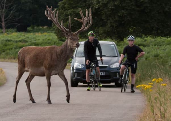 Scottish Natural Heritage (SNH) is warning motorists that collisions between deer and vehicles peak at this time of year. Credit: LangbeinWildife.