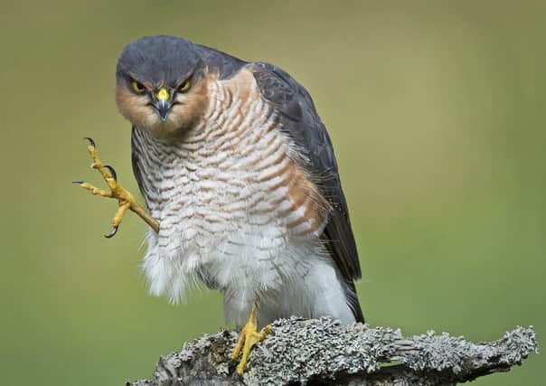 'Grumpy Sparrowhawk' by Gordon Rae, winner of Scottish Wildlife Portrait category, 2015.