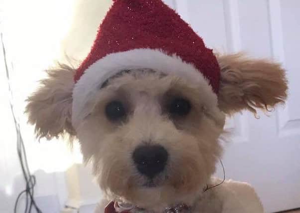 Little Jasper is all ready for Christmas! Submitted by Angela Haughie.