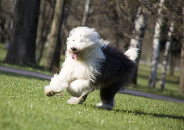 Keeping fit with your pet can be a great way to stay healthy.