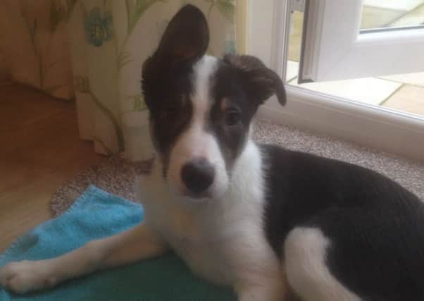 Broxie the Border Collie pup is looking for a new home