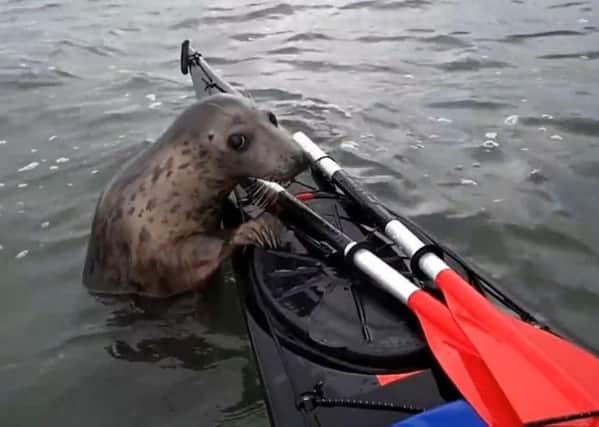 A friendly seal hitched a ride on the kayak of Alistair Forrest, 40, from Armadale, West Lothian. Picture; SWNS