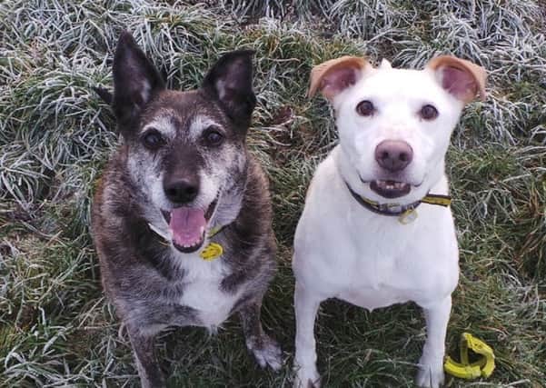 Pets of the Week Jones and Indiana are looking for a home together