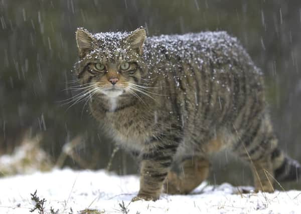 Cat owners across Scotland are being asked to help protect the Scottish wildcat.