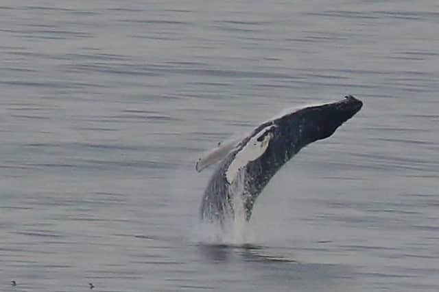 The whale in the Forth performs a back flip. Picture: Alan Brown