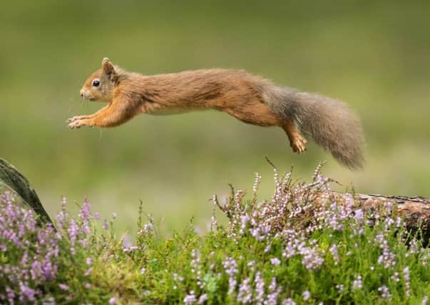Protecing red squirrels is one of the projects recognised by the awards. Pic: Mark Hamblin/RSPB Images