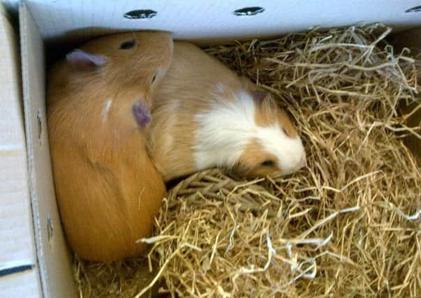 Fred and George were found abandoned at the Falkirk Pets At Home store