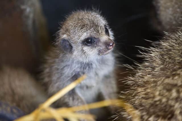 Baby meerkat sheltering from the cold at Five Sisters Zoo West Calder.
