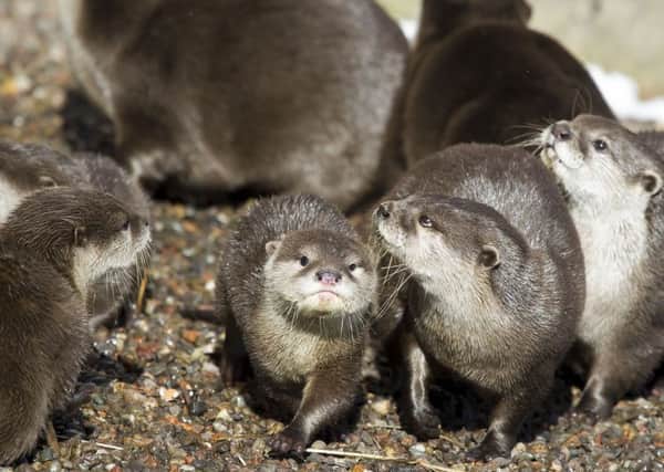 Young otters and their parents during feeding time at the Five Sisters Zoo West Calder.