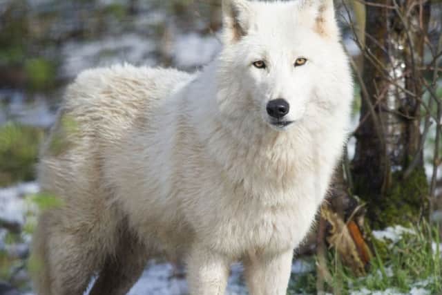 Aria the Arctic wolf enjoys the recent fall of snow at the zoo in West Calder.