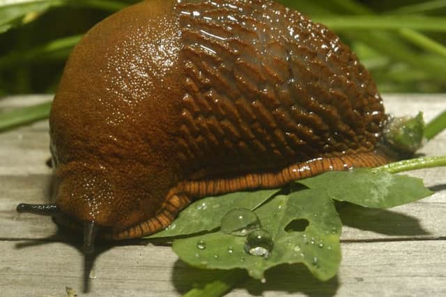 Spanish slug (Arion vulgaris) invasion in garden. Pic: Shutterstock