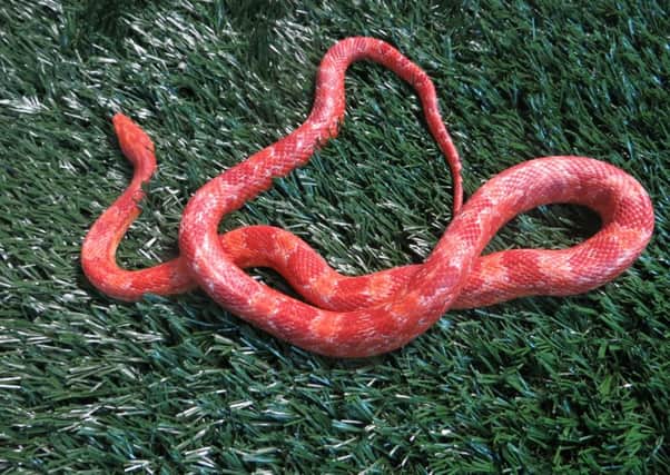 SSPCA are looking for the owner of this conrsnake which was found in a garden in Grangemouth