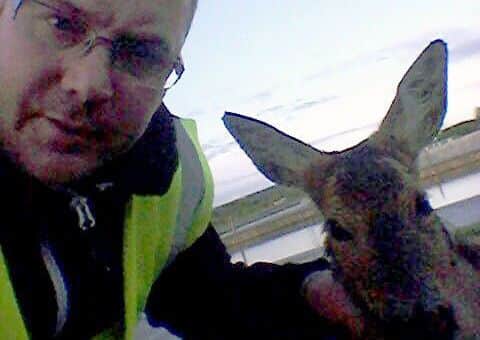 Lindsay Wannan looks after the fawn he rescued from the Helix canal