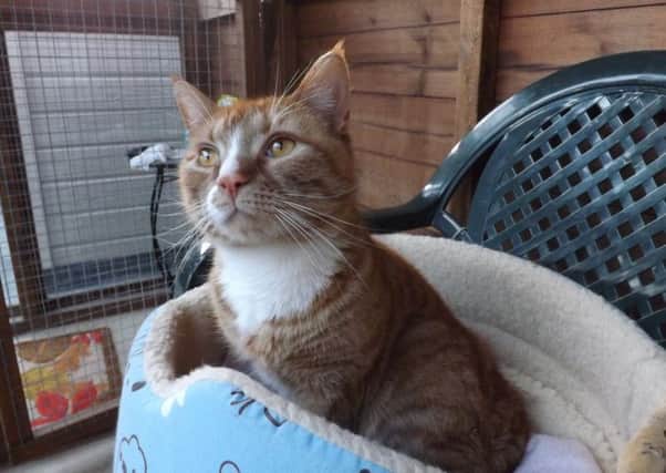 Three-year-old Tia is looking for a new home