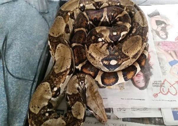 Pet of the Week - Angelina the snake
