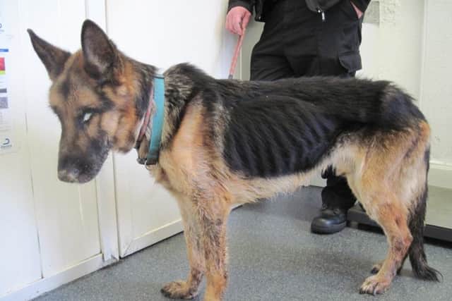 Sadly King the German shepherd did not survive his owner's shocking mistreatment