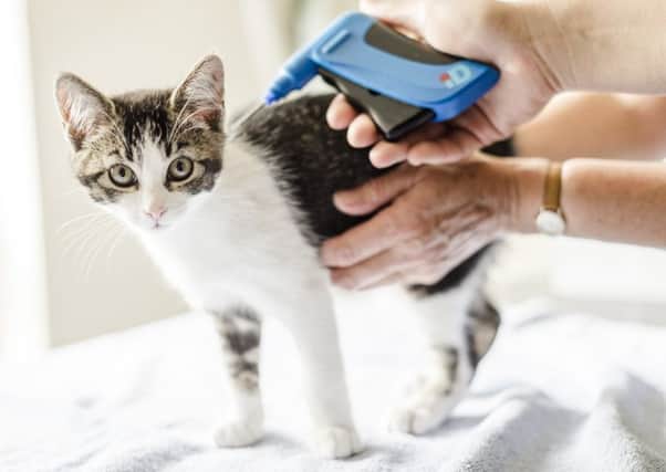Charity advises owners to micropchip their cats