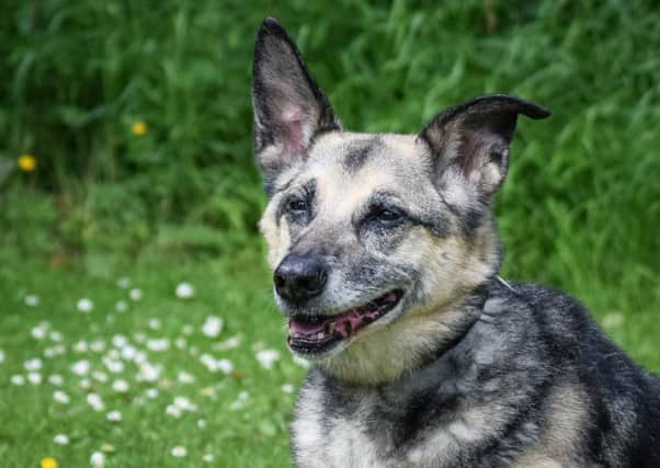 Zac, 15, is the oldest dog in the care of Dogs Trust Scotland