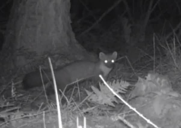Pine marten have been discovered in the Falkirk district