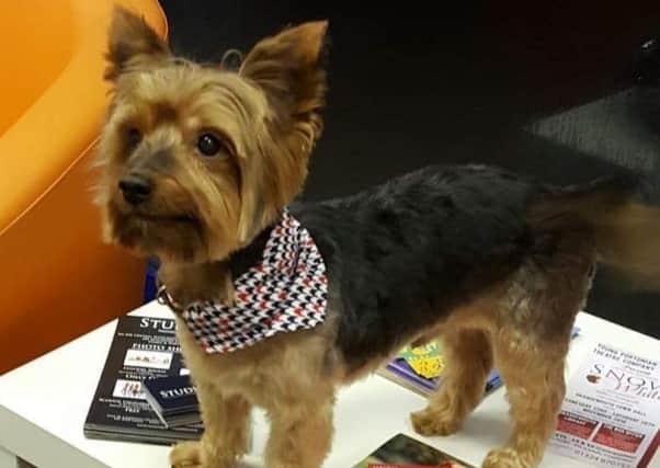 Cookie the Yorkie was killed in a hit and run incident in Prtal Road, Grangemouth on Friday