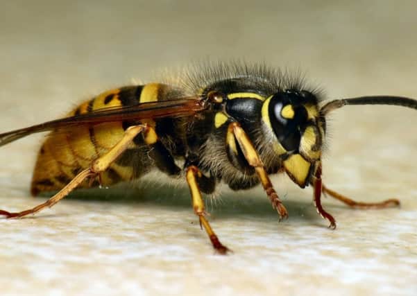 Experts are issuing advice as wasps emerge this autumn.