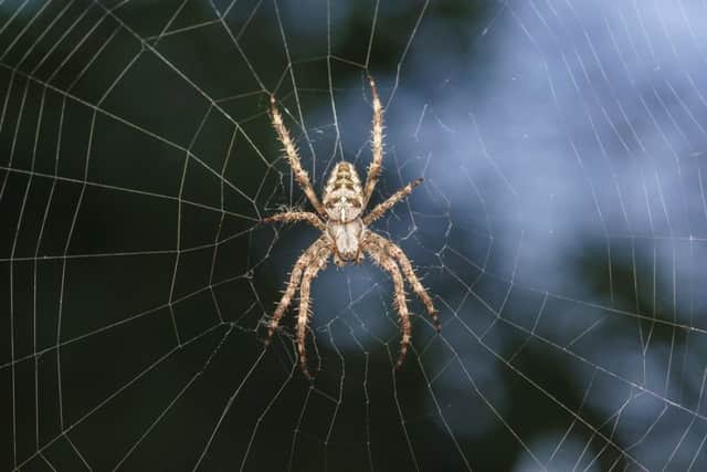 Millions of people aren't fans of the eight-legged creepy crawlies