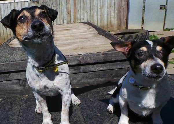 Pets of the Week: Jack Russells Pepper and Ketchup