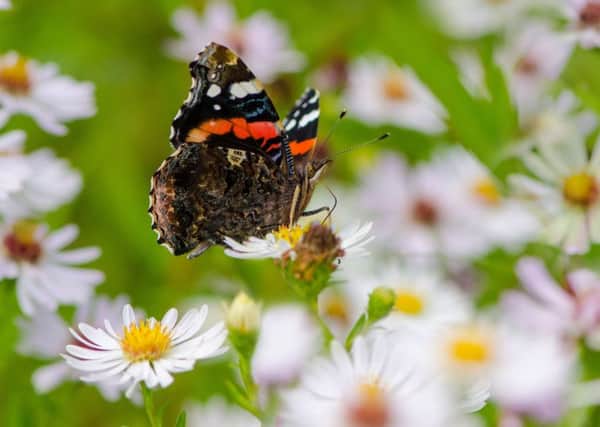 Gardeners should look out for an impressive autumnal emergence of species such as Comma, Red Admiral and Speckled Wood in the coming weeks.