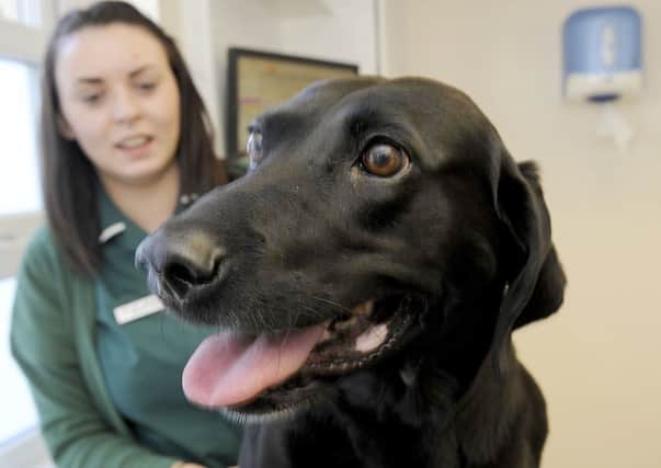 Suki is recovering well fro her ordeal, pictured here at Apex Vets in Denny. Pictures: Michael Gillen