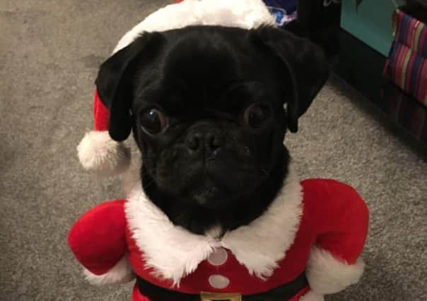 Mandie's pug Frank dressed as Santa