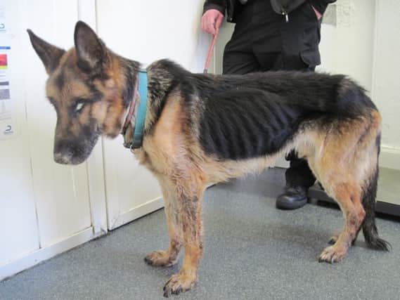 German shepherd King was extremely under weight. Pic courtesy of Scottish SPCA