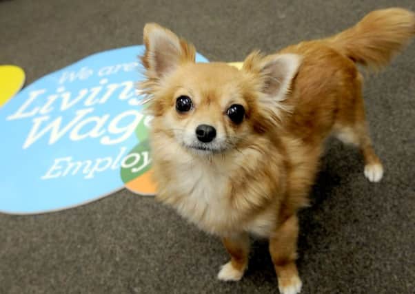 Gracefruit's unofficial mascot Nell the Chihuahua welcomes the firm's Living Wage accreditation