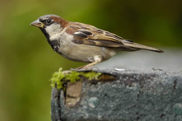 Pole position...in both Falkirk and Scotland, the house sparrow was recorded most in the 2017 Big Garden BIrdwatch but which bird will soar into first place this year? (Pic: rspb-images.com)