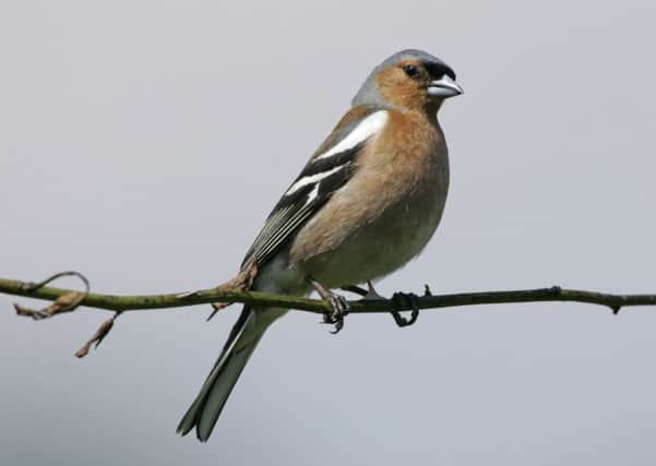 Massice decline...in chaffinch numbers was recorded in Falkirk last year so readers are being asked to ensure they regularly clean bird feeders and baths. (Pic: rspb-images.com)
