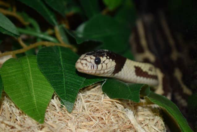 Snake to be re-homed - Luke at Glasgow centre