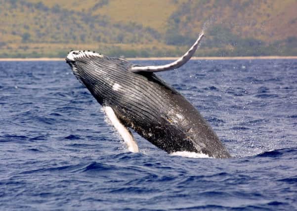Humpback whales have been seen in the Forth recently