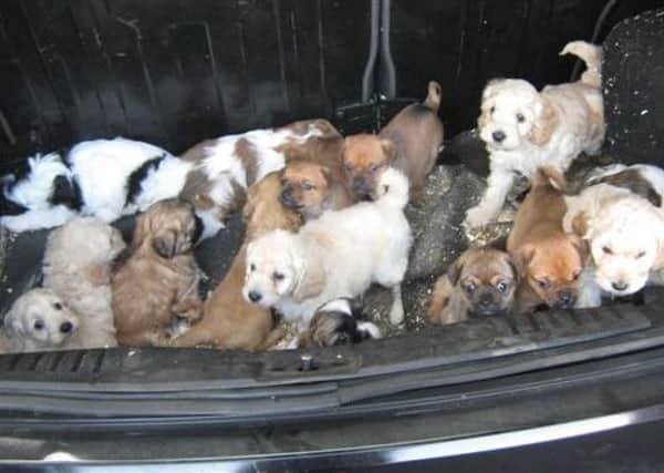 Red flags...should be flying for potential puppy owners if they are ever asked to pick up their new pet from a car park. So its best to Adopt, Dont Shop. (Pic: Courtesy of the SSPCA)