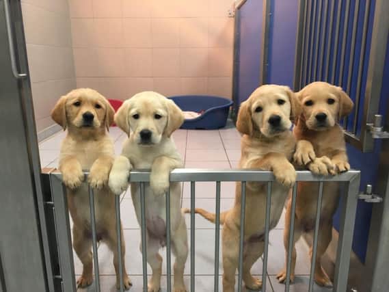 Guide dog puppies Tally, Elsie, Laddie and Remy.