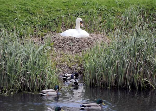 The swans have been nesting at the Lido Park in Stenhousemuir