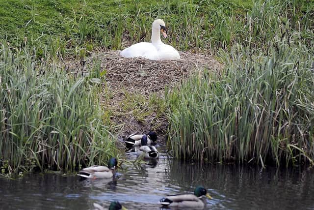 A nesting swan in the Lido Park pond, Stenhousemuir, was attacked on Sunday, May 6, 2018.