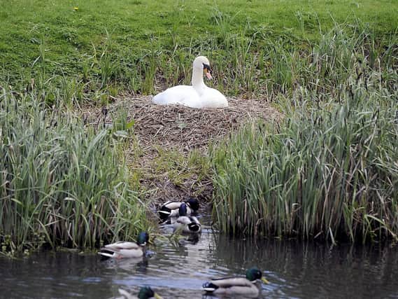 A nesting swan in the Lido Park pond, Stenhousemuir, was attacked on Sunday, May 6, 2018.