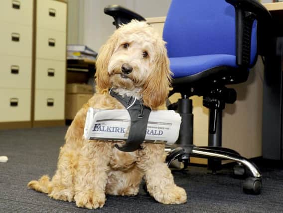 Newshound Poppy visits The Falkirk Herald office